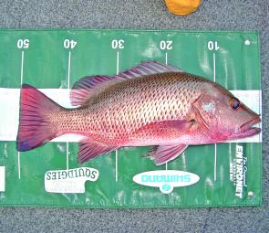 Some hefty jacks are in shallow water too. This Baffle Creek fish came from a shallow mangrove bank that had one half fallen mangrove breaking the current. The lure this time was a C’ultiva Rip’n Minnow 110.